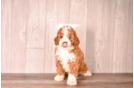 Cute Cavapoo Baby