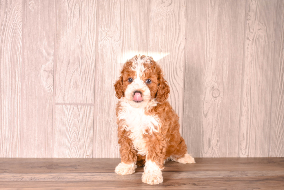 Cute Cavapoo Baby