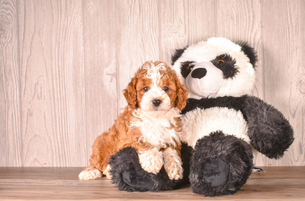Cavapoo Pup Being Cute