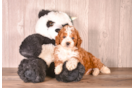 Cavapoo Puppy for Adoption