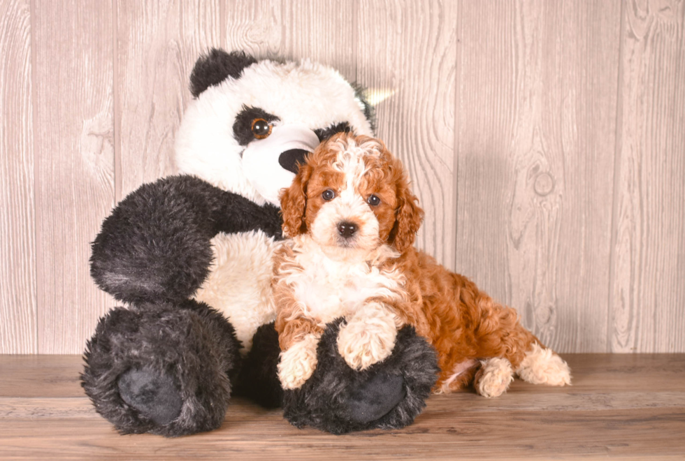 Cavapoo Puppy for Adoption