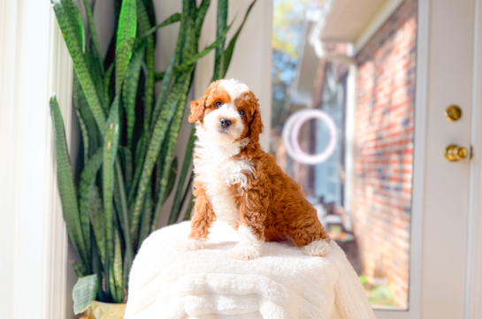 Cute Cavapoo Poodle Mix Pup