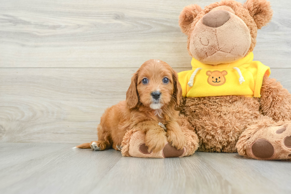 Cavapoo Puppy for Adoption