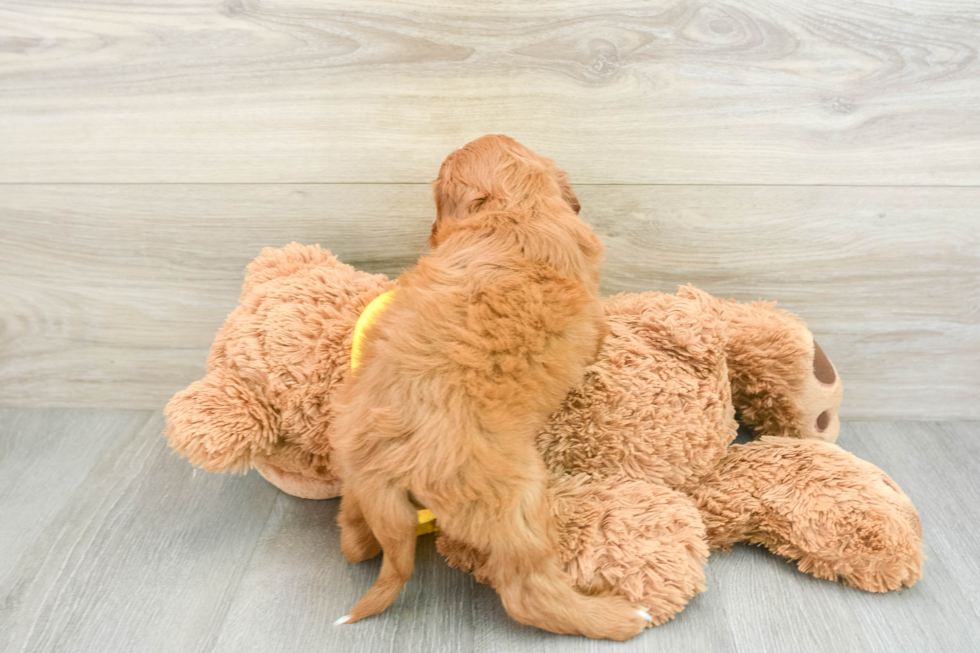 Funny Cavapoo Poodle Mix Pup