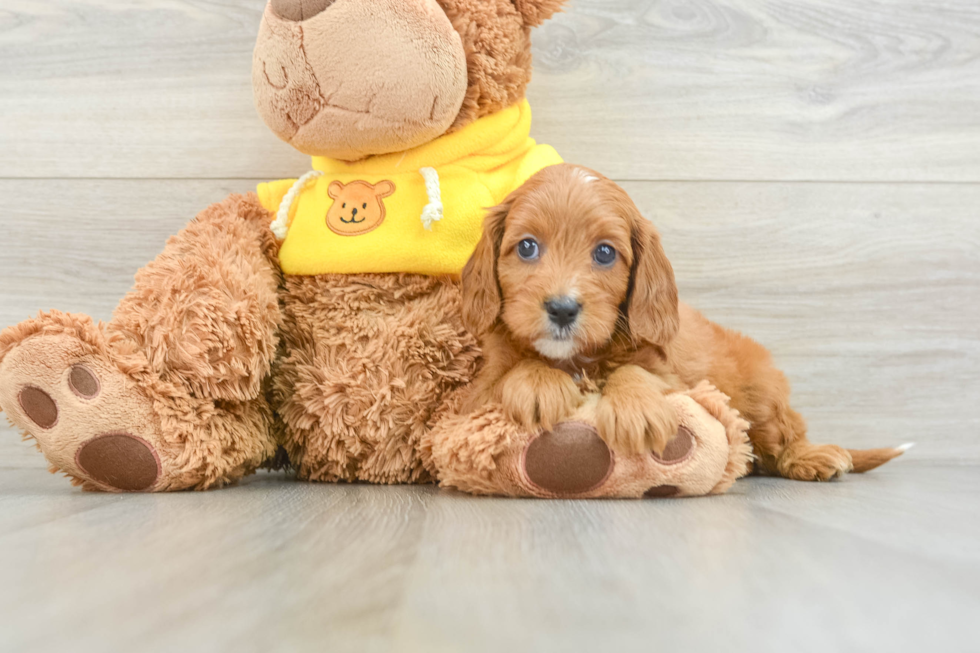 Cavapoo Puppy for Adoption