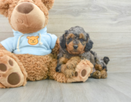 8 week old Cavapoo Puppy For Sale - Simply Southern Pups