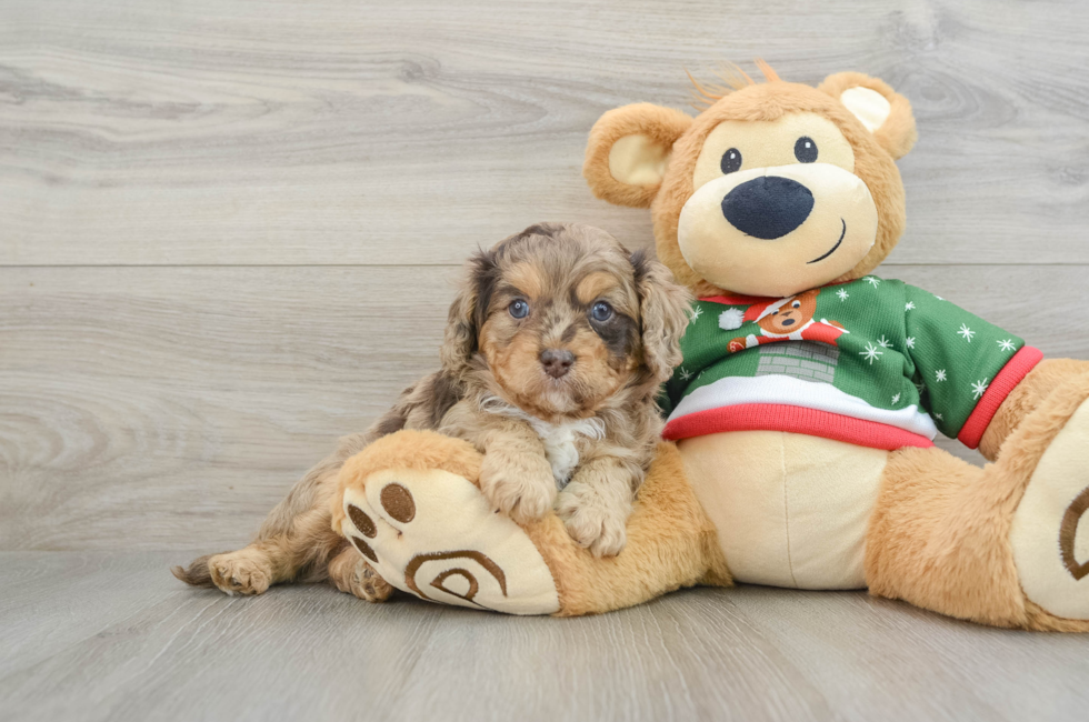 5 week old Cavapoo Puppy For Sale - Simply Southern Pups