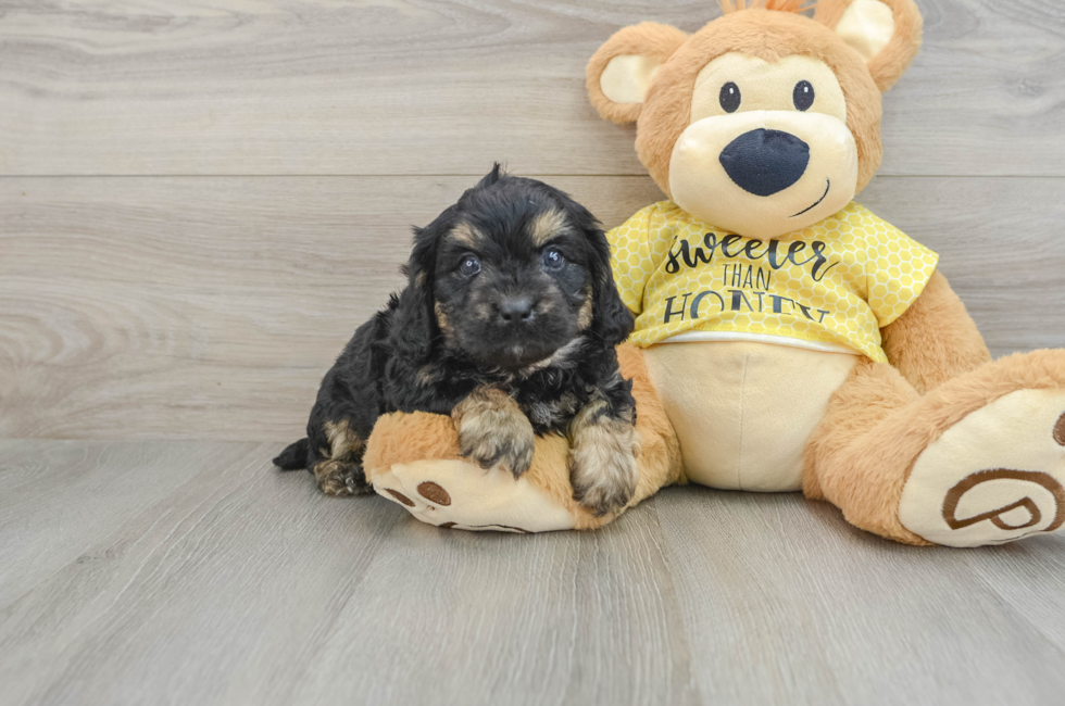 6 week old Cavapoo Puppy For Sale - Simply Southern Pups