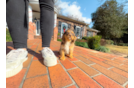 Cavapoo Pup Being Cute