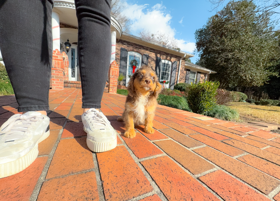 Cavapoo Pup Being Cute