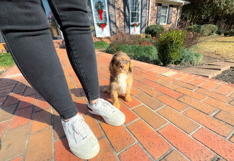 Cute Cavapoo Poodle Mix Pup