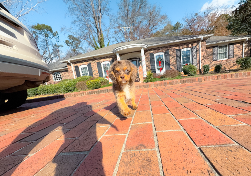 Cute Cavapoo Poodle Mix Pup