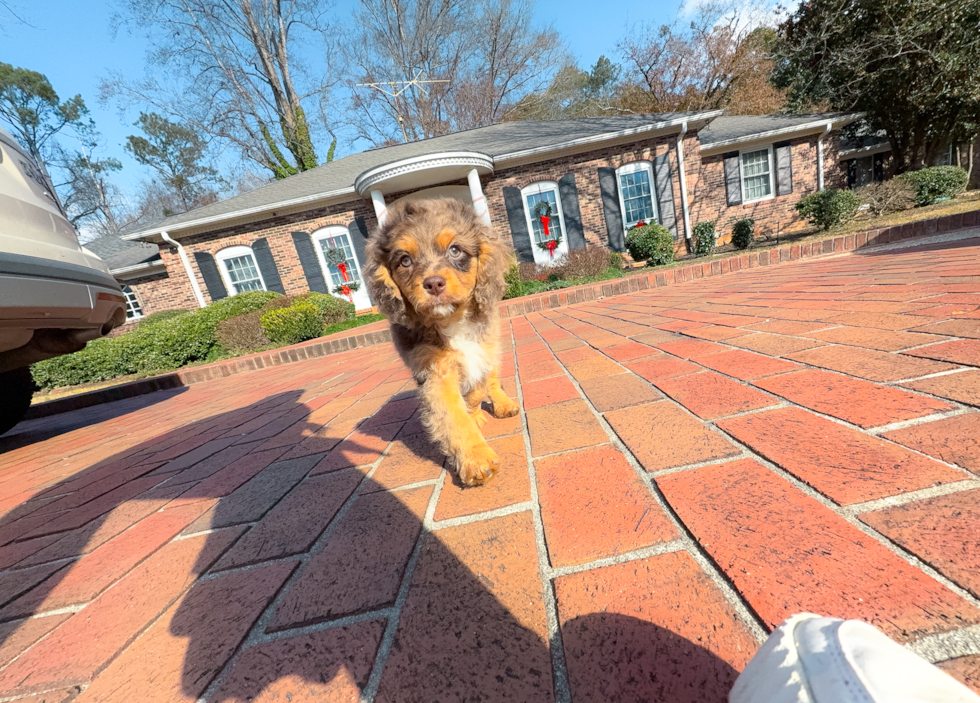 Best Cavapoo Baby