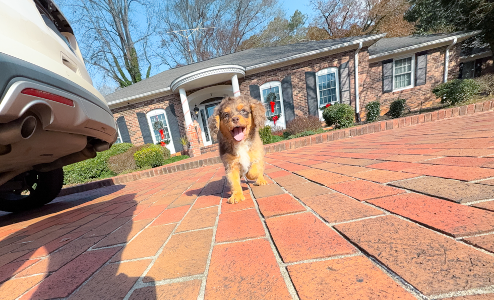 Cavapoo Pup Being Cute