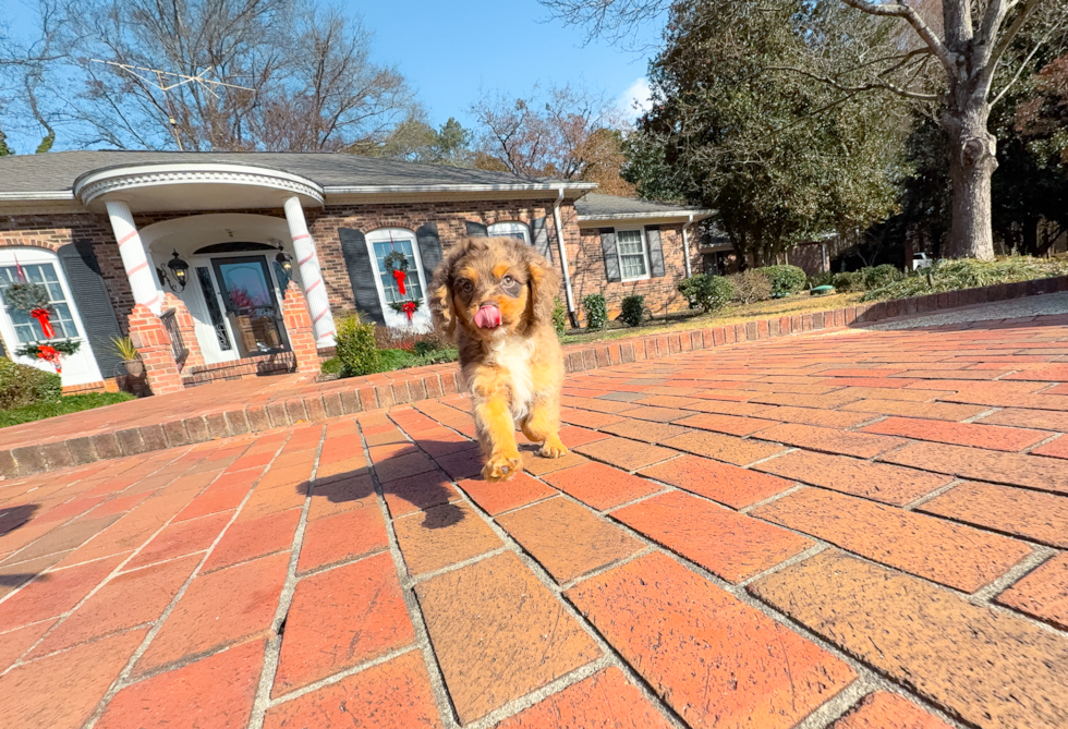 Cute Cavapoo Baby