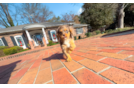 Cavapoo Pup Being Cute