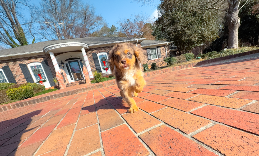 Cavapoo Pup Being Cute