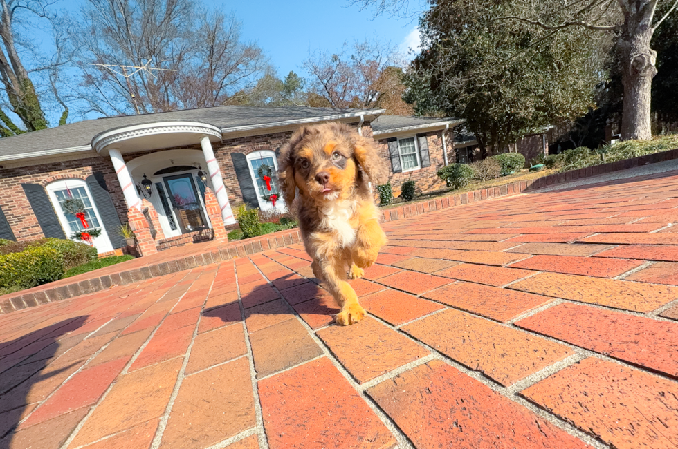 9 week old Cavapoo Puppy For Sale - Simply Southern Pups