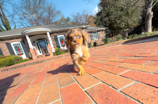 Cavapoo Pup Being Cute