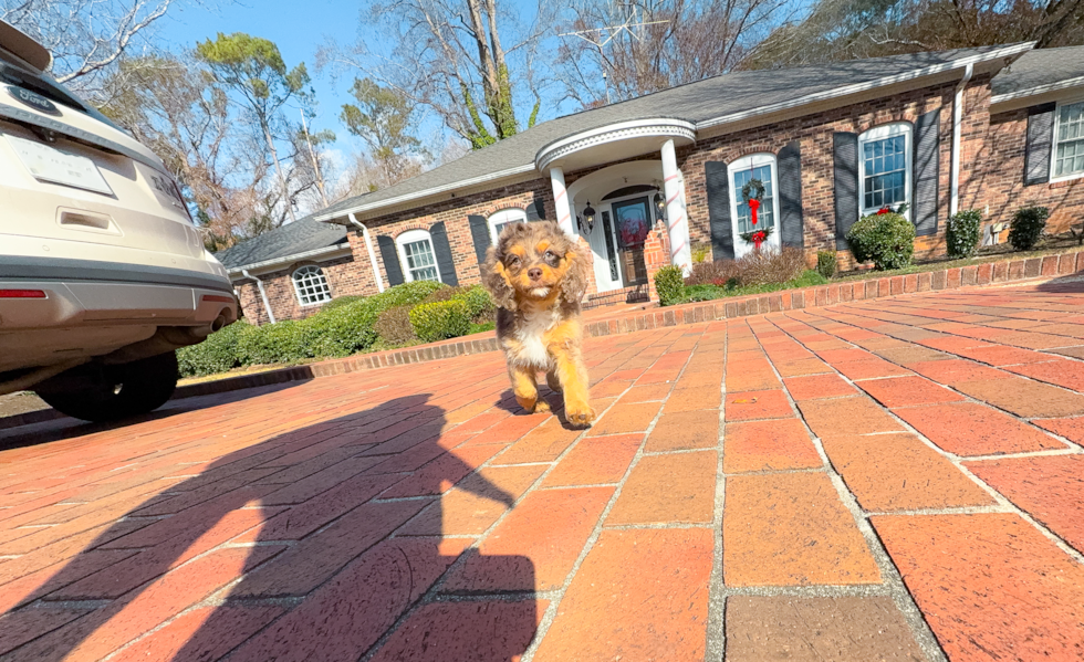 Cute Cavapoo Poodle Mix Pup