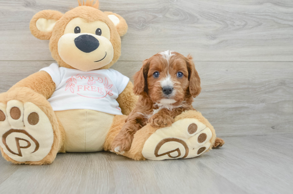 5 week old Cavapoo Puppy For Sale - Simply Southern Pups