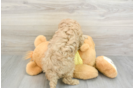 Cavapoo Puppy for Adoption