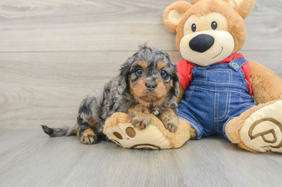 6 week old Cavapoo Puppy For Sale - Simply Southern Pups