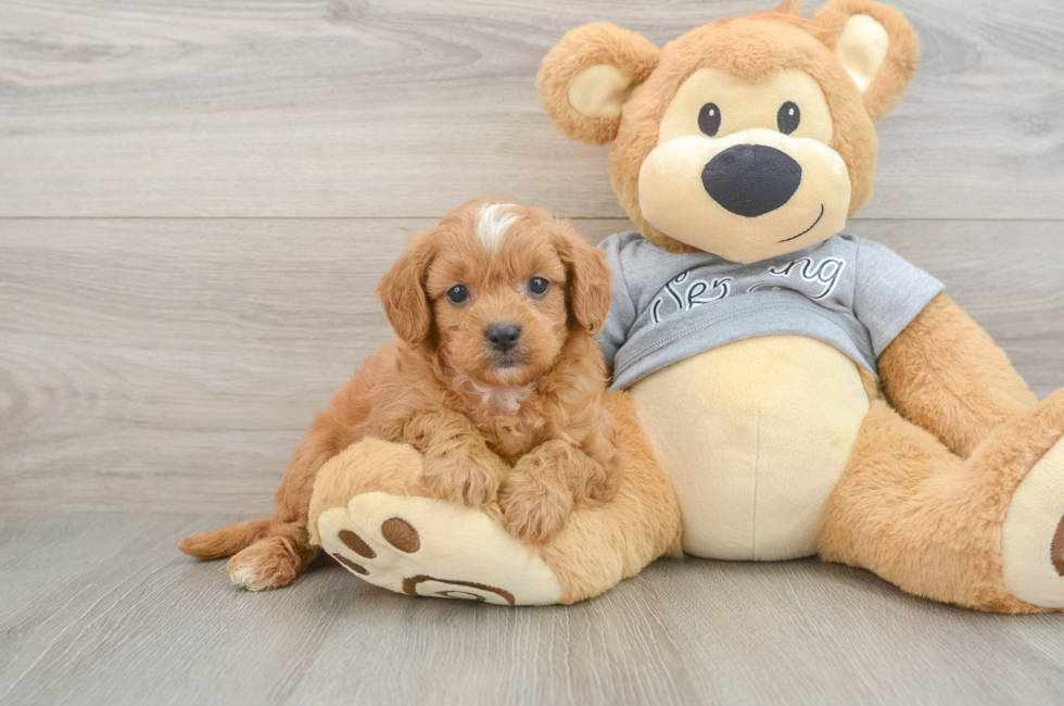 6 week old Cavapoo Puppy For Sale - Simply Southern Pups