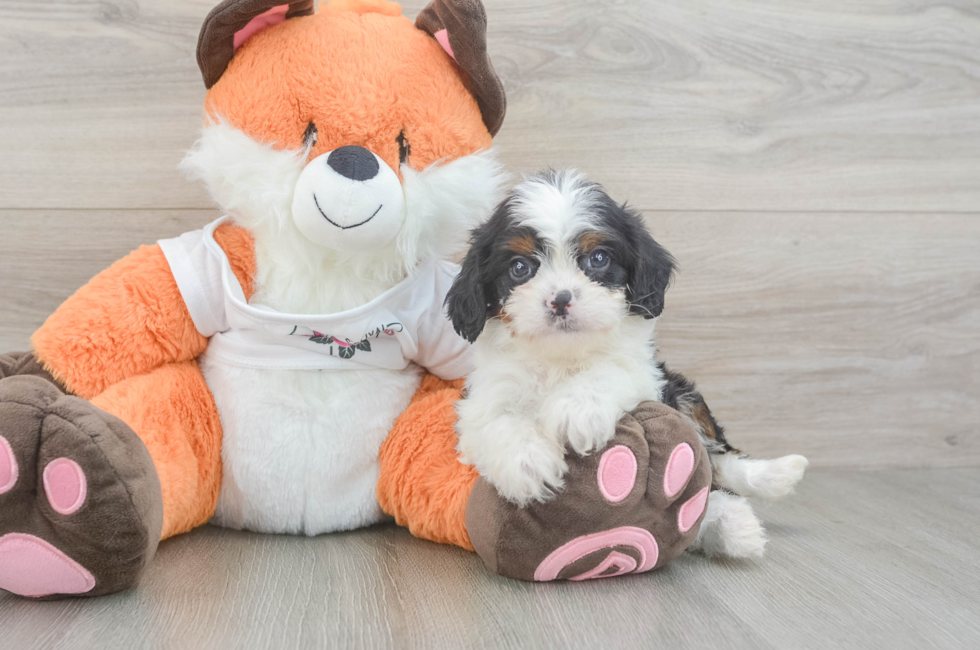 5 week old Cavapoo Puppy For Sale - Simply Southern Pups