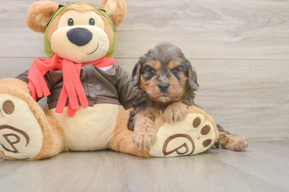 5 week old Cavapoo Puppy For Sale - Simply Southern Pups