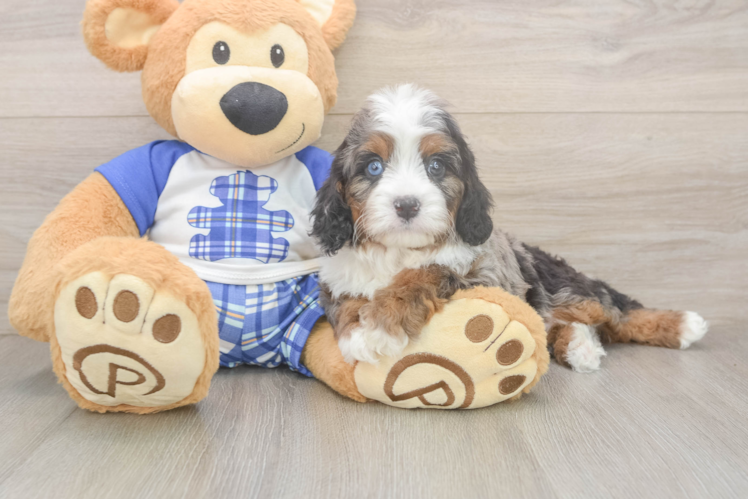 Cavapoo Puppy for Adoption