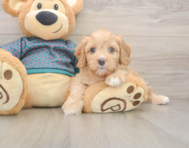 8 week old Cavapoo Puppy For Sale - Simply Southern Pups