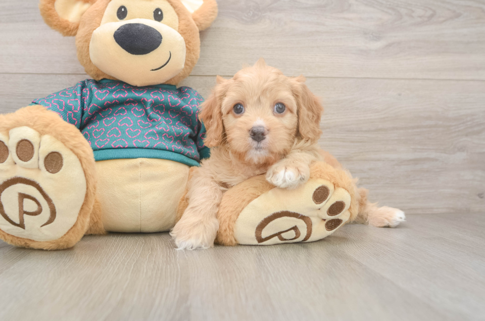 8 week old Cavapoo Puppy For Sale - Simply Southern Pups