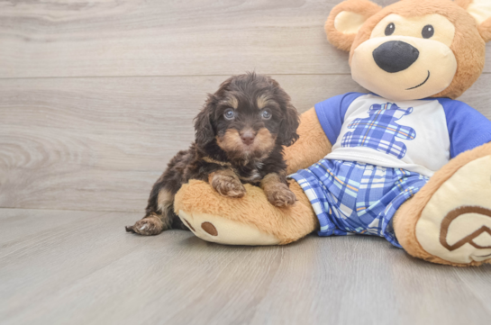 6 week old Cavapoo Puppy For Sale - Simply Southern Pups Best Cavapoo Baby