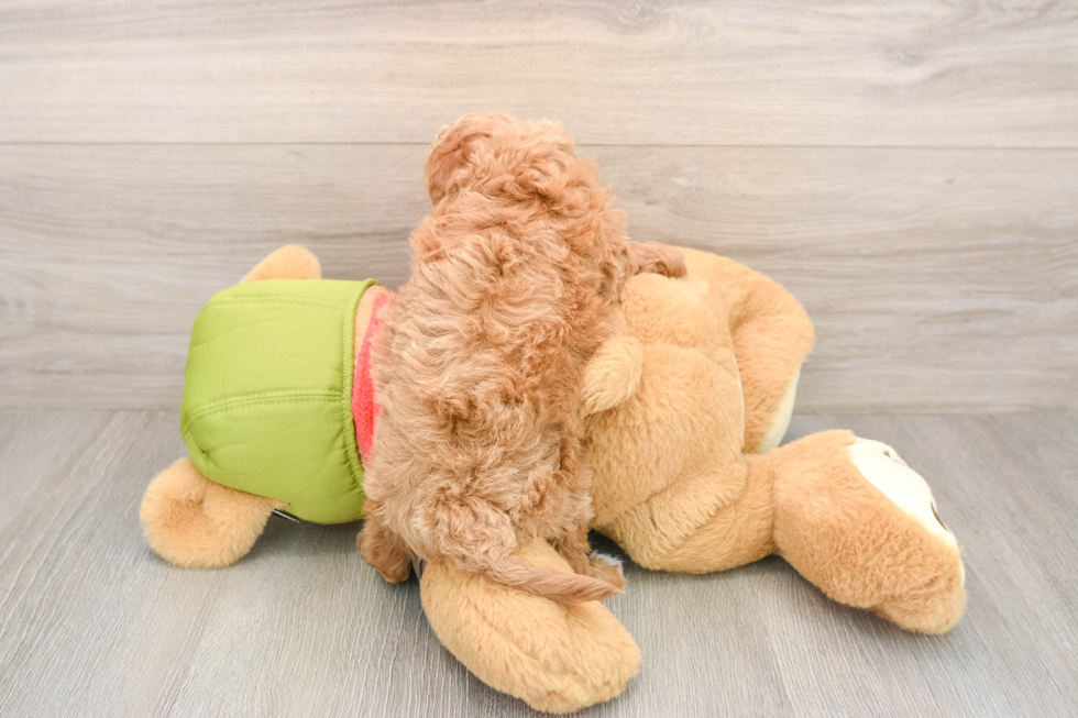 Funny Cavapoo Poodle Mix Pup