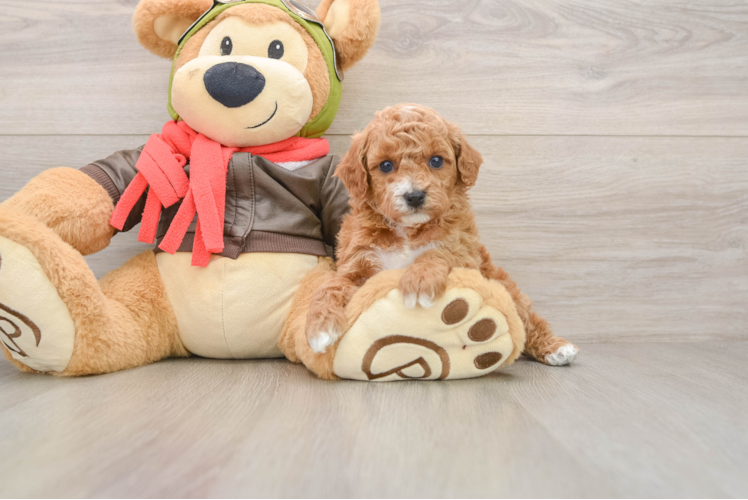 Smart Cavapoo Poodle Mix Pup