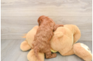 Friendly Cavapoo Baby