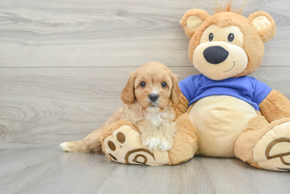 Friendly Cavapoo Baby