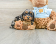 8 week old Cavapoo Puppy For Sale - Simply Southern Pups