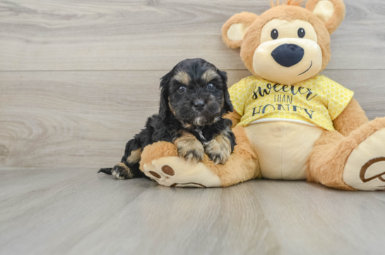 Petite Cavapoo Poodle Mix Pup