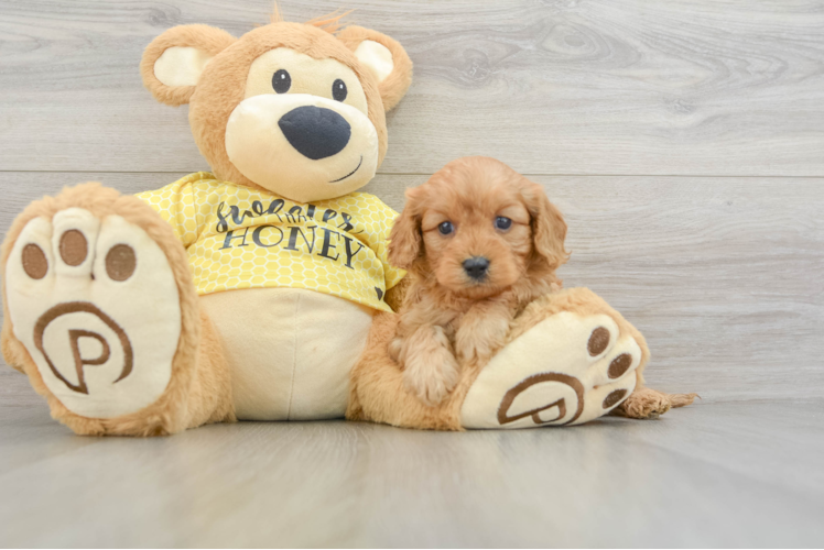 Cavapoo Pup Being Cute