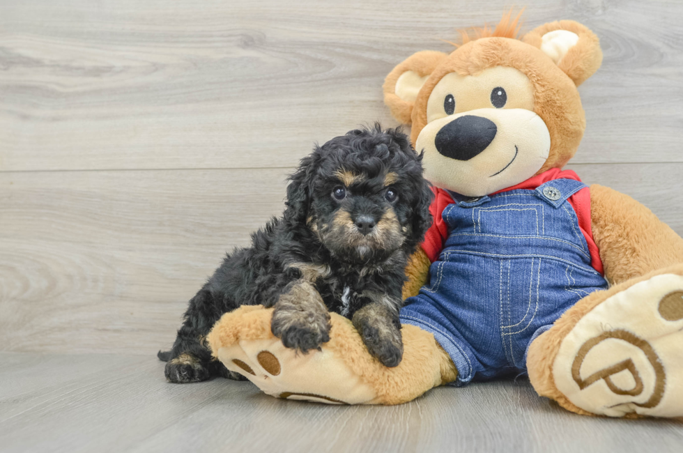 6 week old Cavapoo Puppy For Sale - Simply Southern Pups