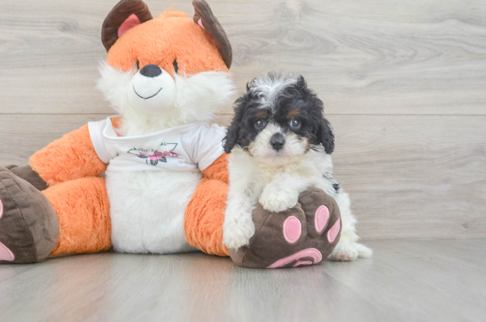 5 week old Cavapoo Puppy For Sale - Simply Southern Pups