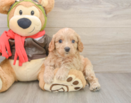 8 week old Cavapoo Puppy For Sale - Simply Southern Pups