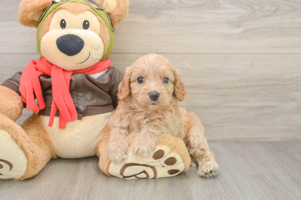 5 week old Cavapoo Puppy For Sale - Simply Southern Pups
