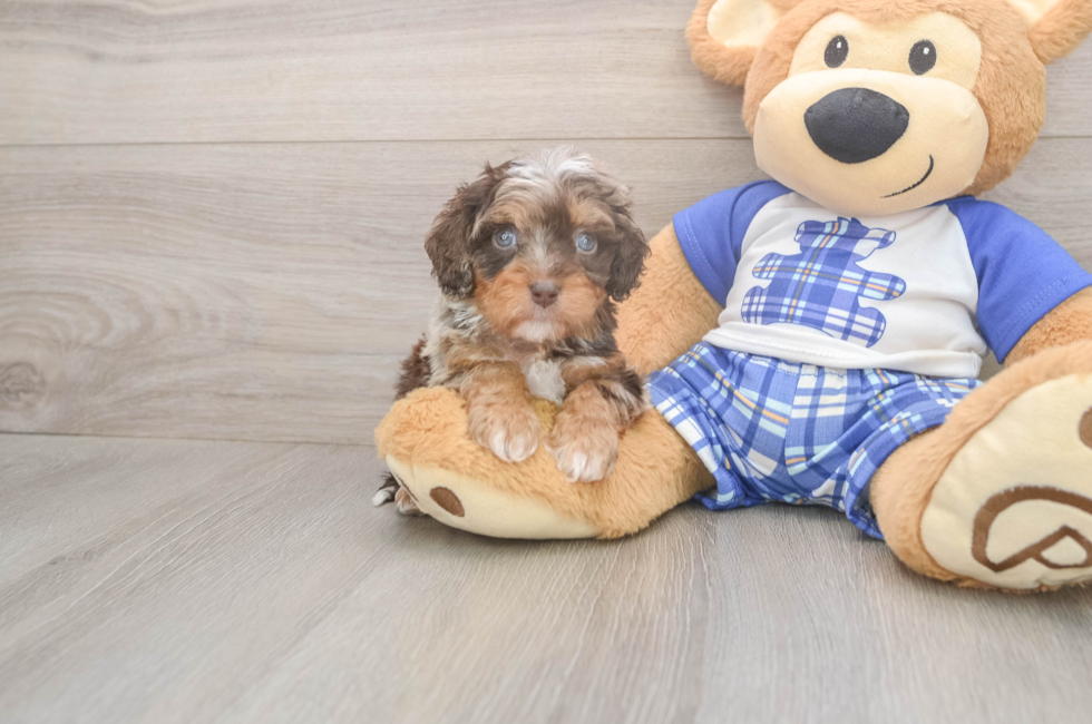6 week old Cavapoo Puppy For Sale - Simply Southern Pups