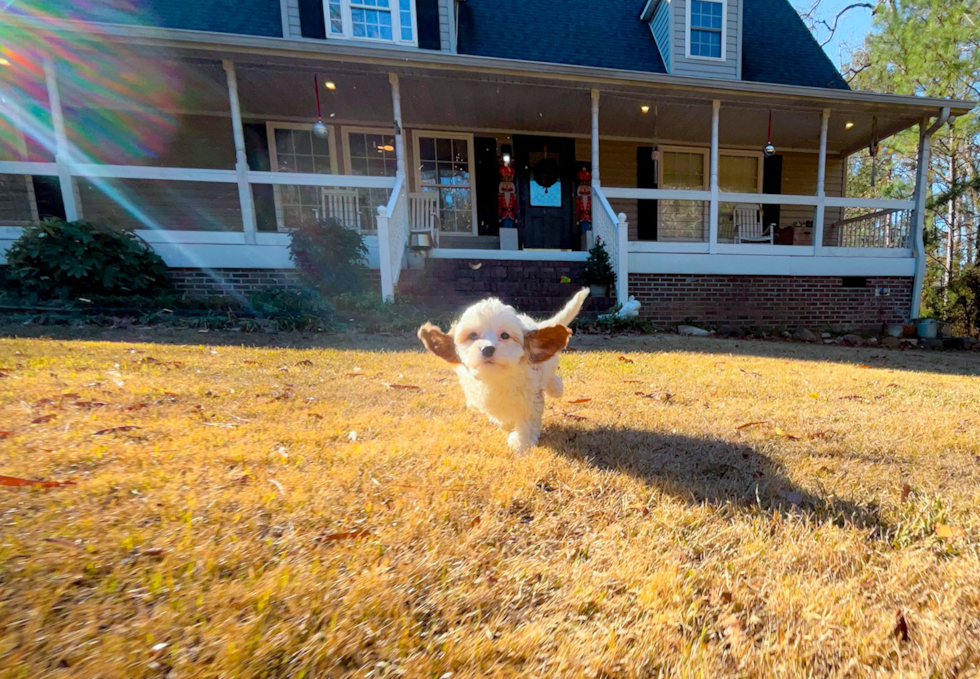 Cavapoo Puppy for Adoption