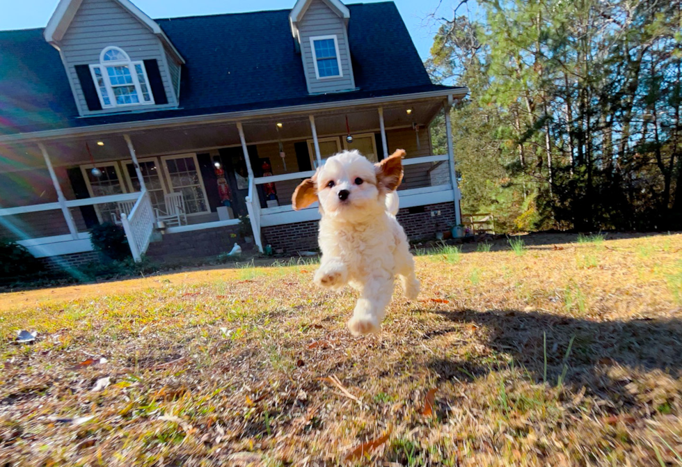 Cavapoo Pup Being Cute