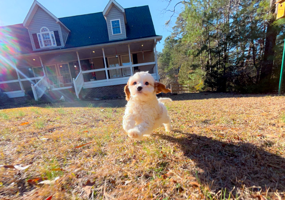 Best Cavapoo Baby