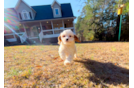 Cute Cavapoo Baby
